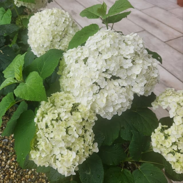 紫陽花 アナベル